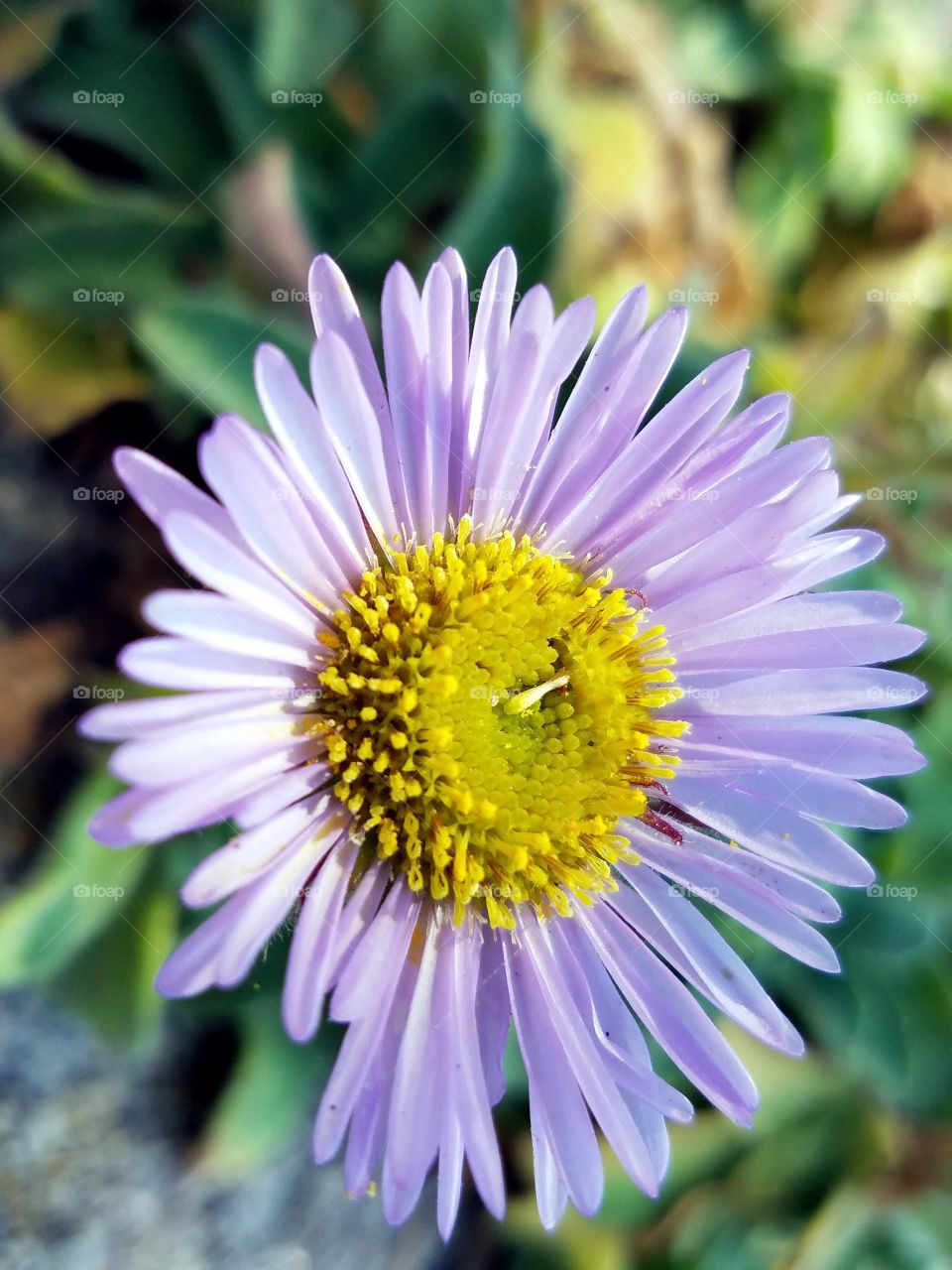 Coastal flowers