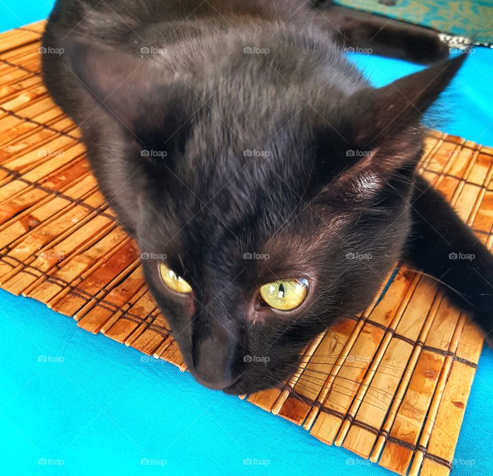 Cat, Pet, Mammal, Domestic, Cute