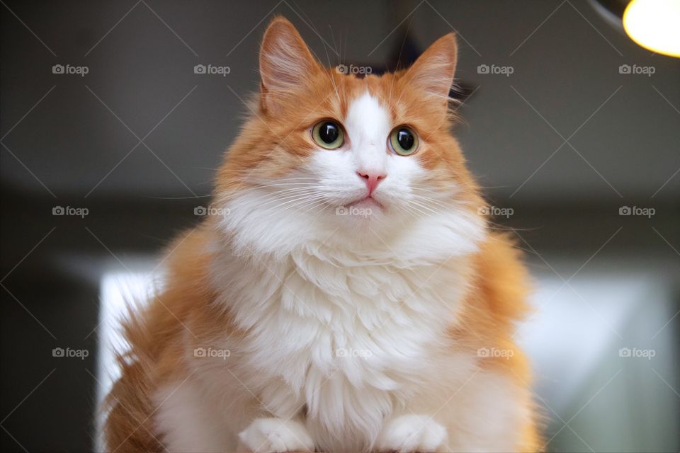 Close-up of norwegian forest cat