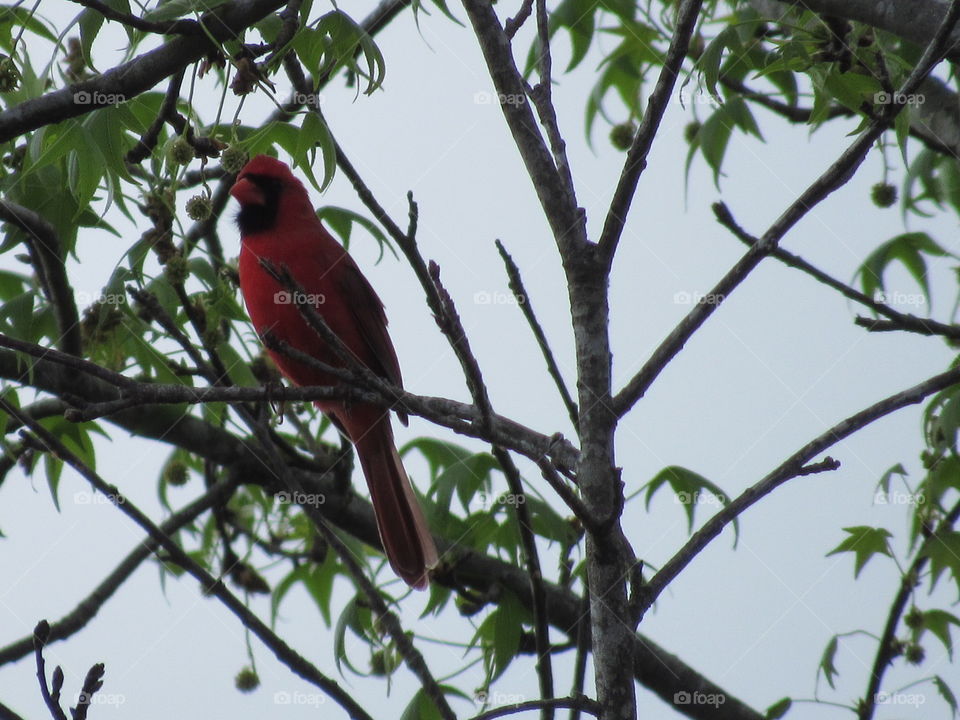 Bird, No Person, Wildlife, Tree, Outdoors