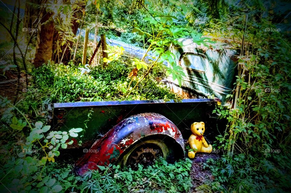 Teddy bear left to keep the old truck from being alone as it was abandoned and forgotten in the weeds