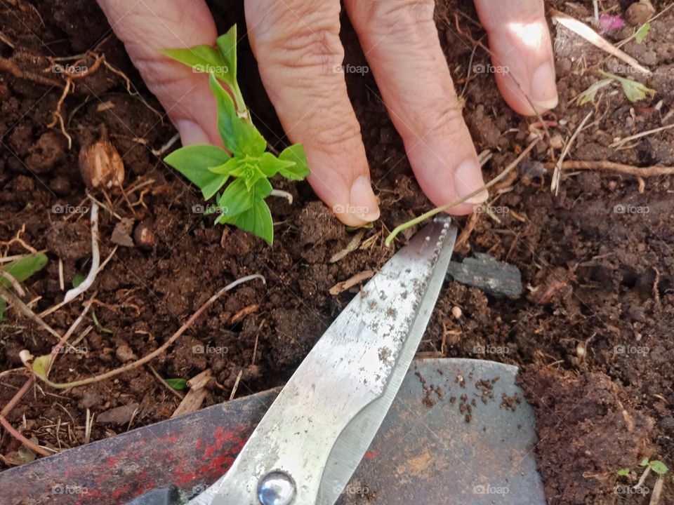 pruning and planting, a stalk of basil in a garden,