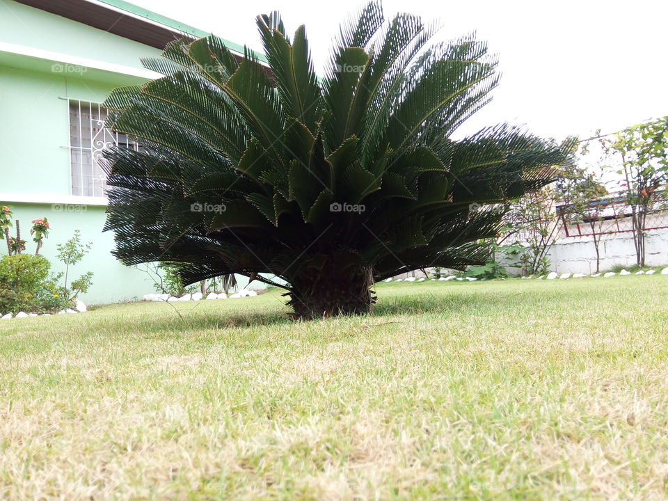 Nature, Flora, Tree, Summer, Leaf