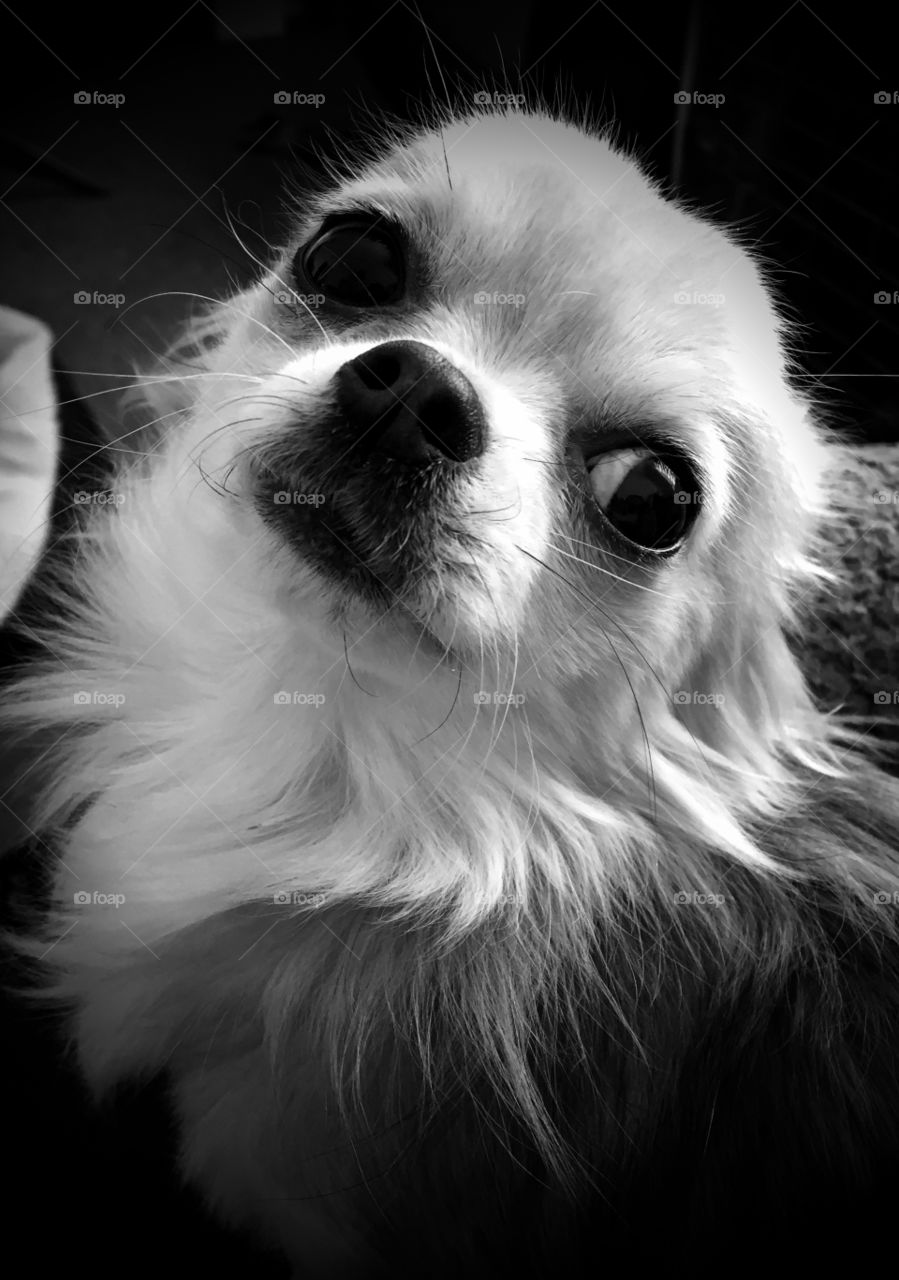 Portrait of chihuahua dog