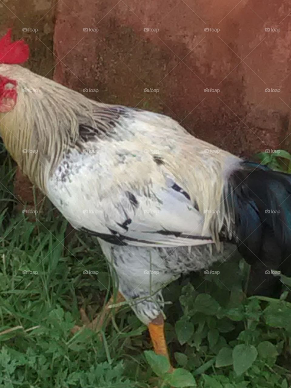 This is a hen she is descoverd food.