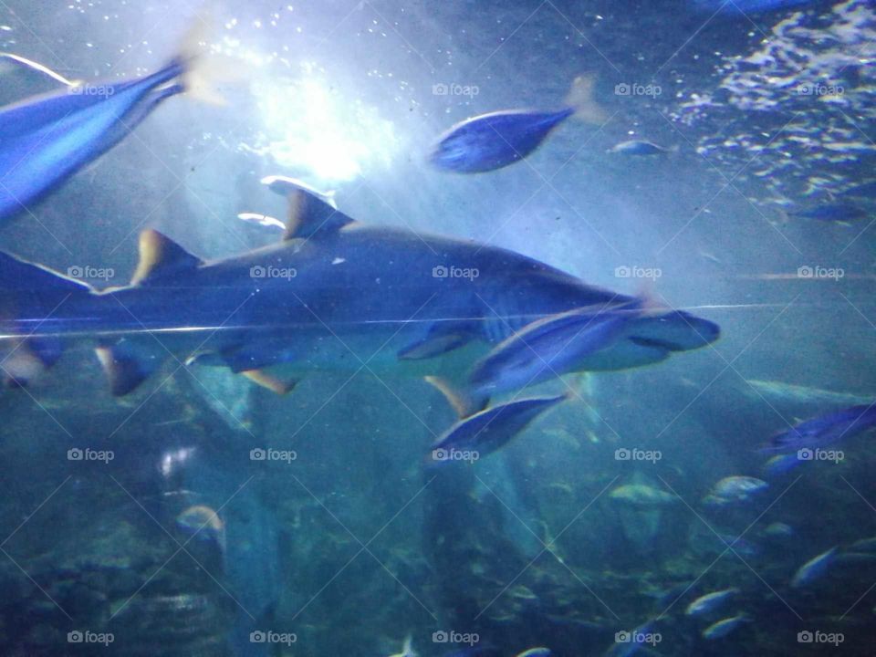 Shark, underwater,aquarium,no person