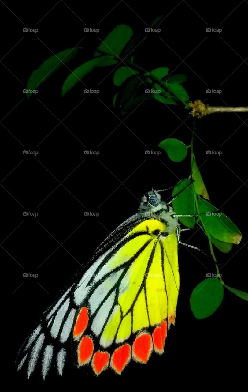 beautiful butterfly's