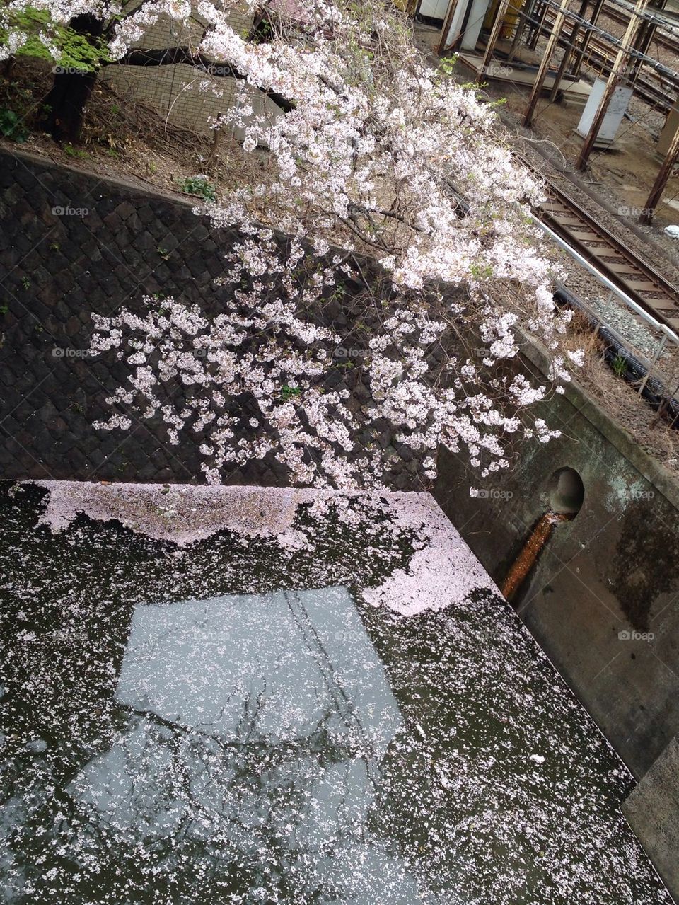 Cherry blossoms above river