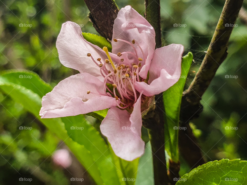 small pink flower from a fruit tree