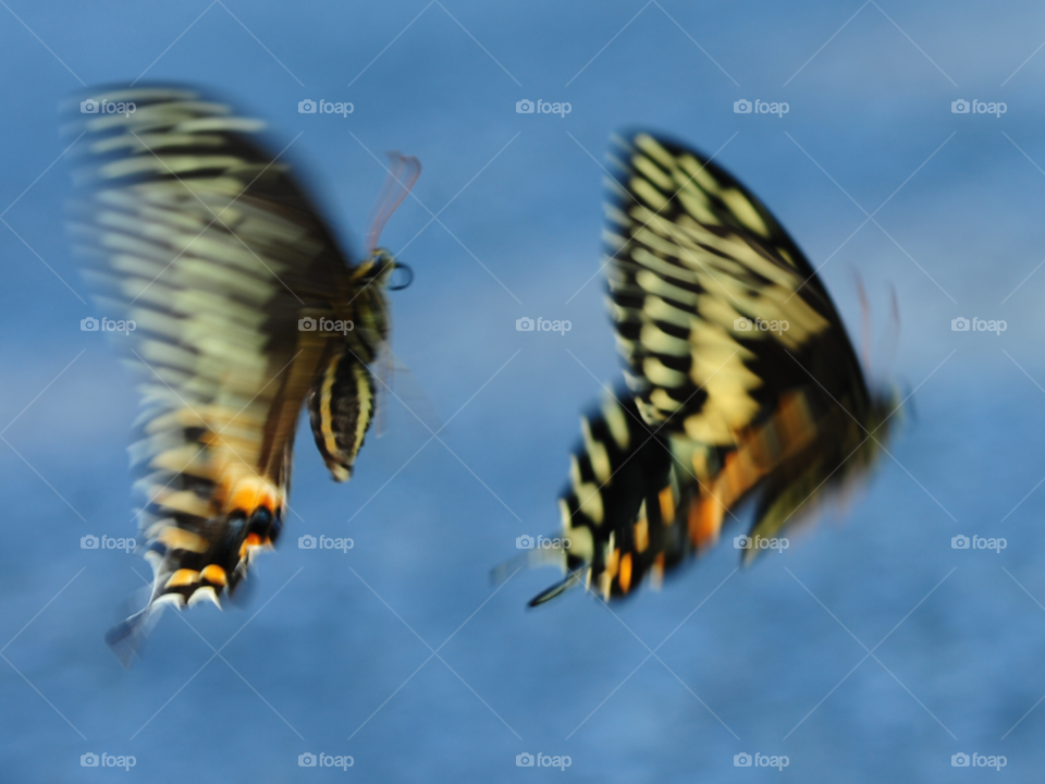 nature butterfly animal insect by lightanddrawing