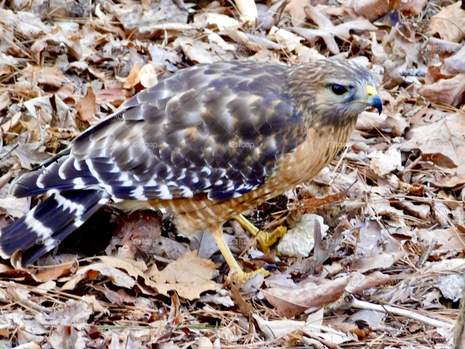 Red-Shouldered Hawk on dried leaves 