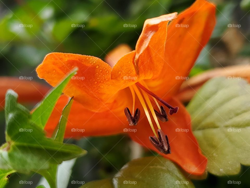 Close up of a Cape honeysuckle flower