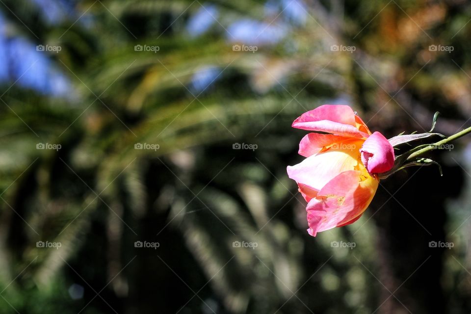 Rose and palm trees