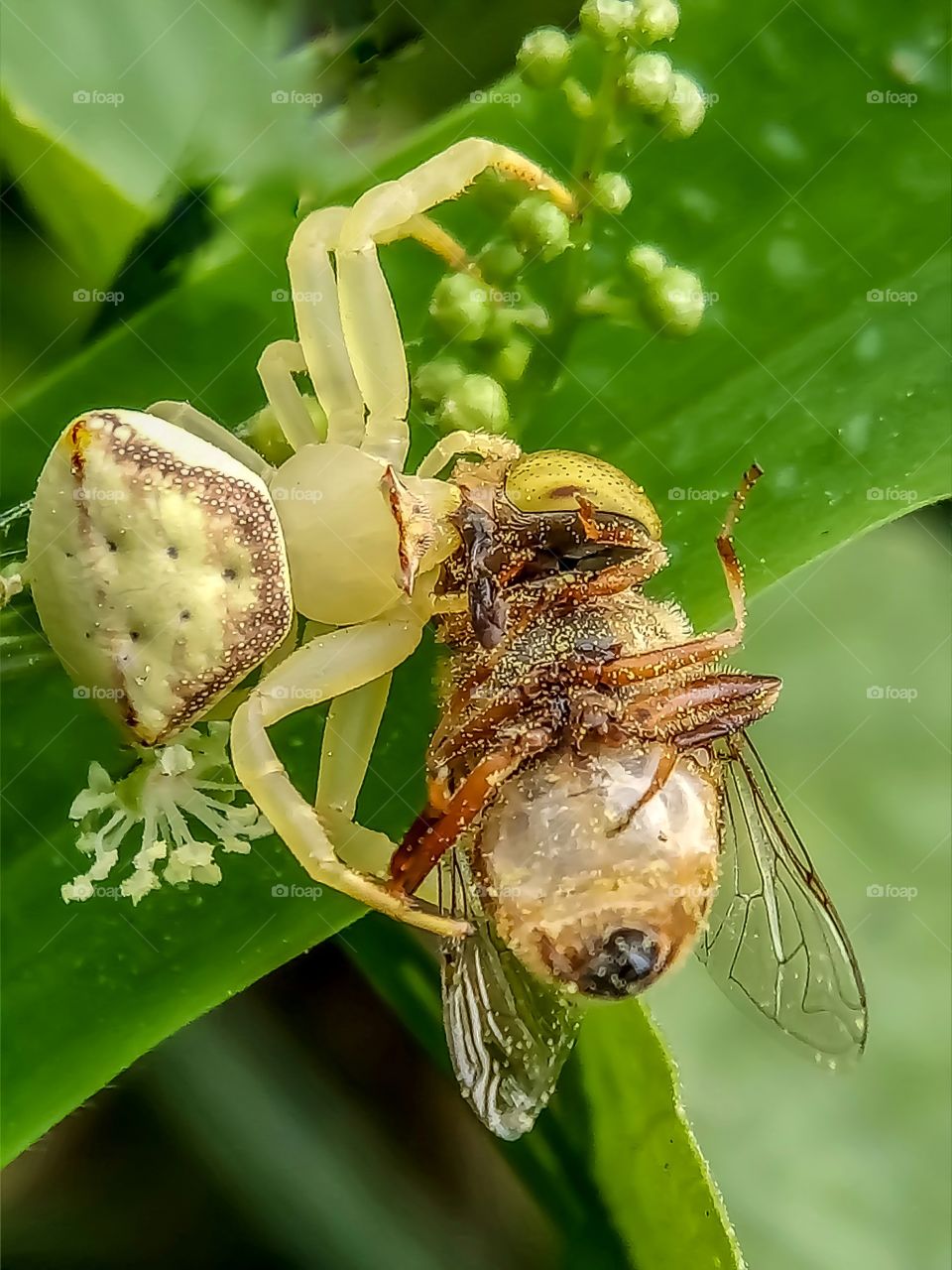 spider in hunting mood