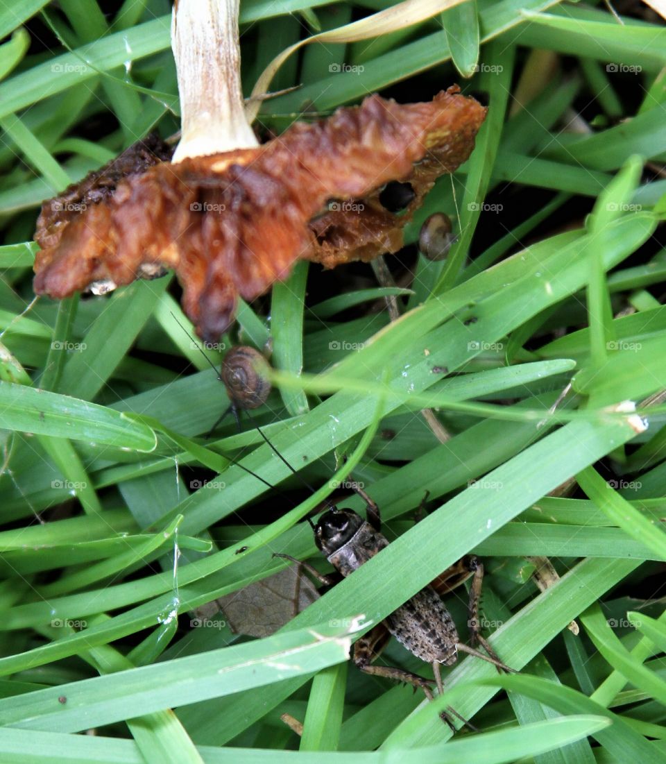 aging mushroom food for snails and grasshopper