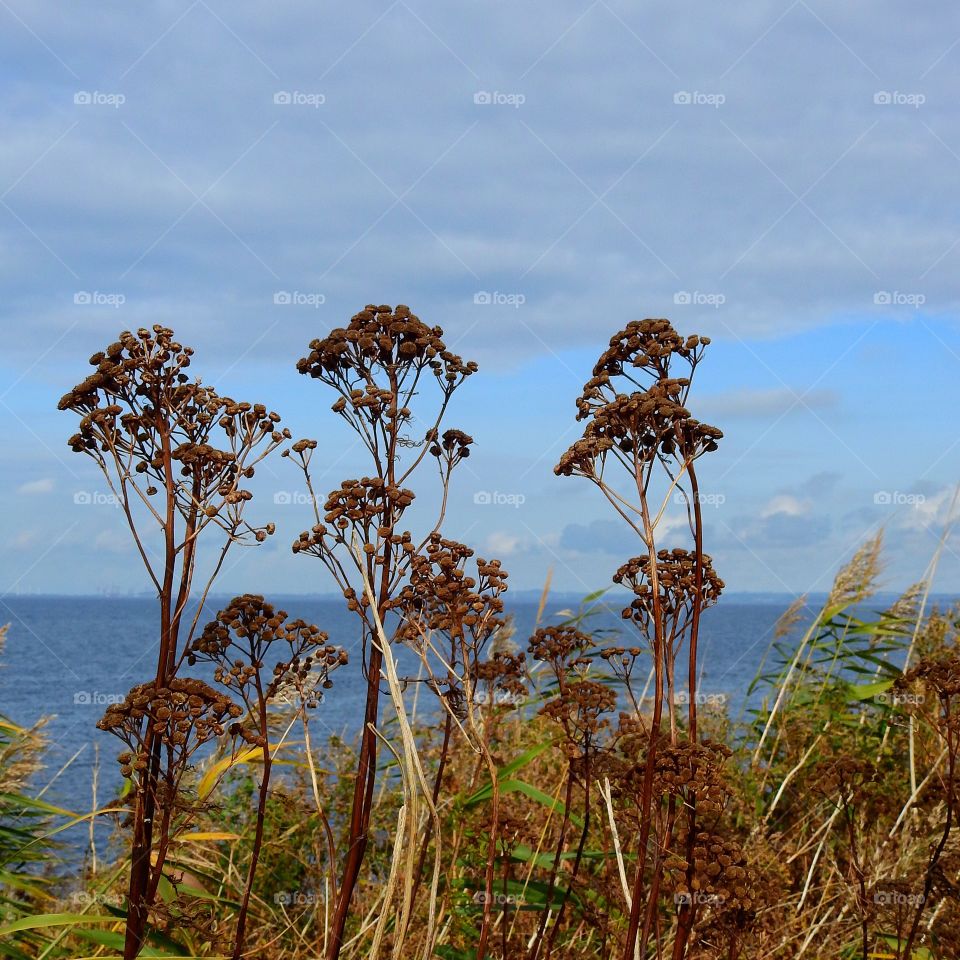 Close-up of plant at beach