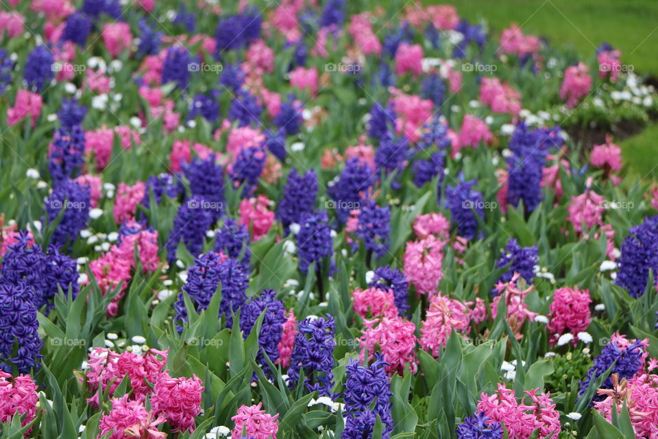 Hyacinths pink and violet colour among the green grass 