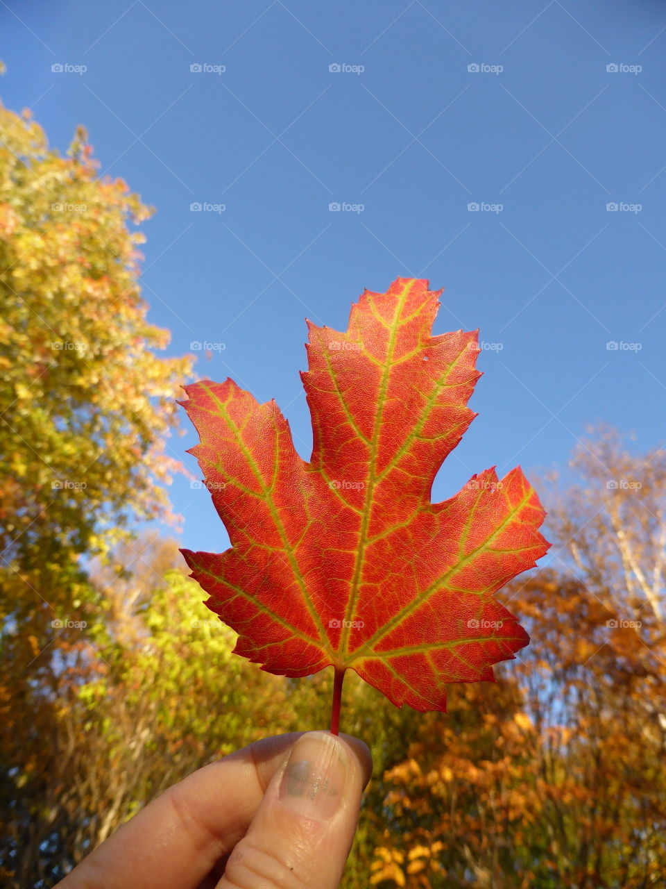 Colorful leave