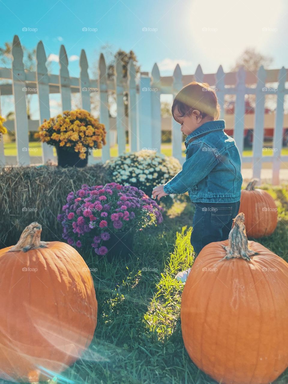 Baby girl walks among the pumpkins, standing among pumpkins, baby at the pumpkin patch, mums and pumpkins during the fall time, pumpkins patches in the MidWest, fall time in the Midwest 