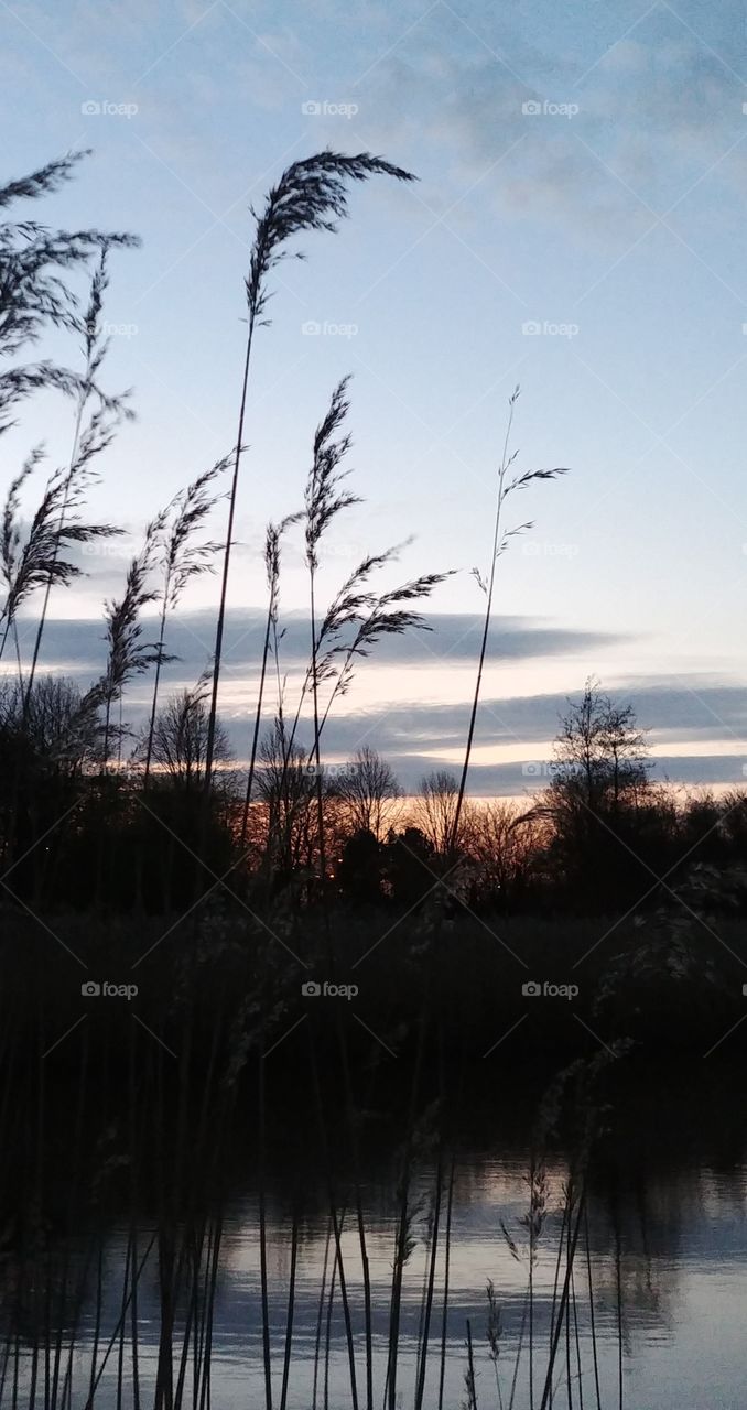 see gras schilf Reflektion Abend