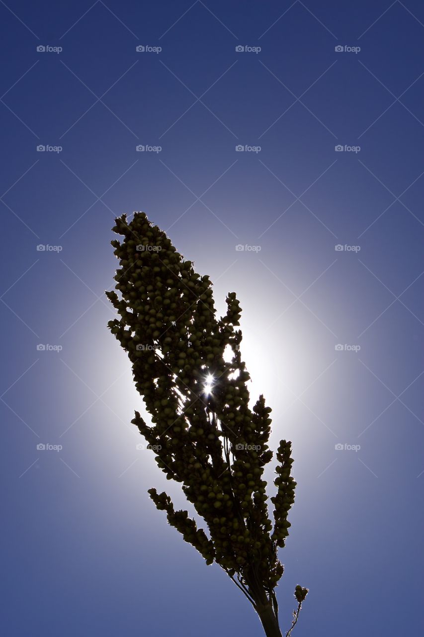 Sorgum Backlight
