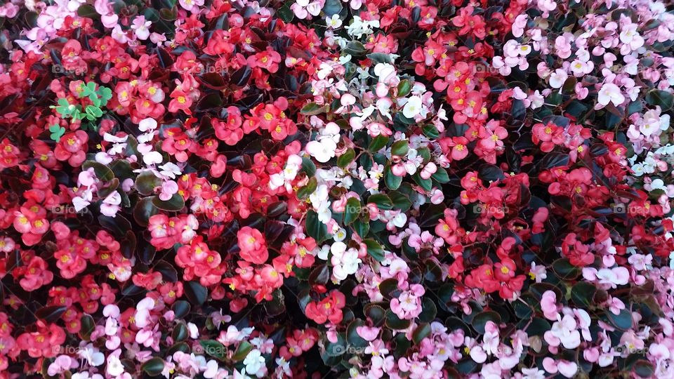 impatiens. garden park, 80 / 90