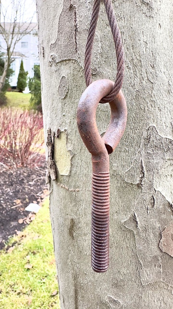 Metal screw hanging tree branch.