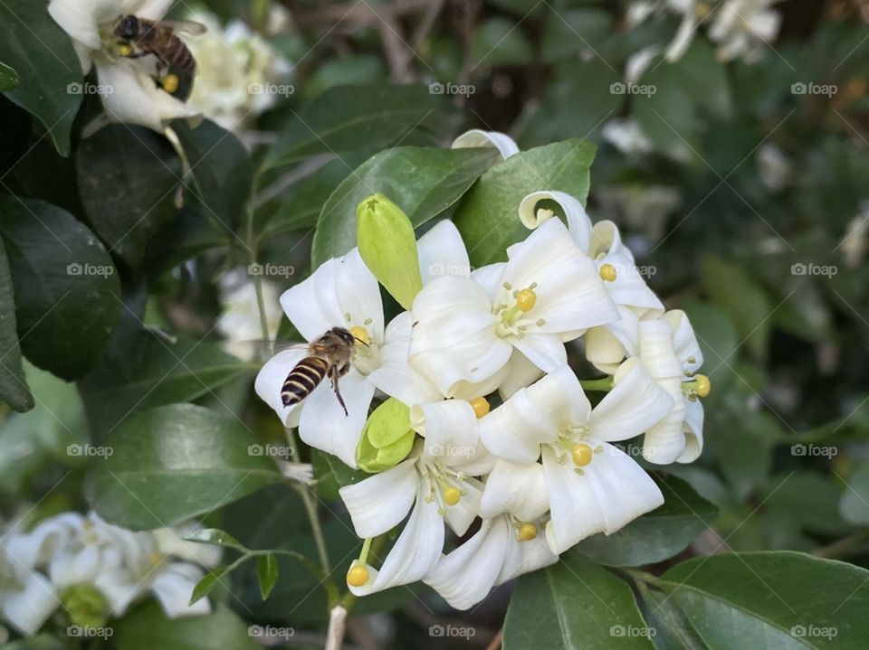 Bee, Nature, Honey, Flower, Insect