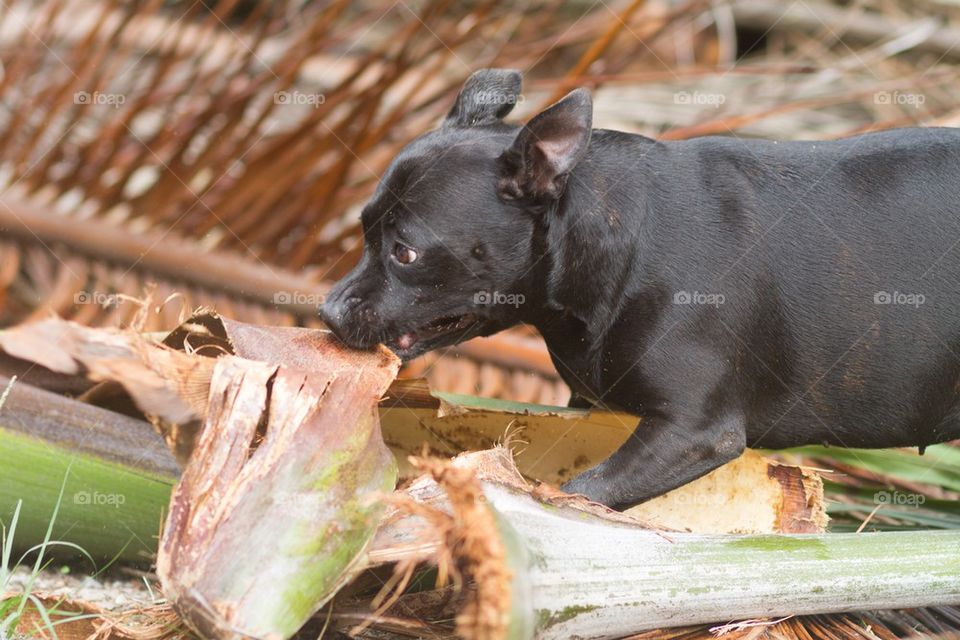 Staffy at play