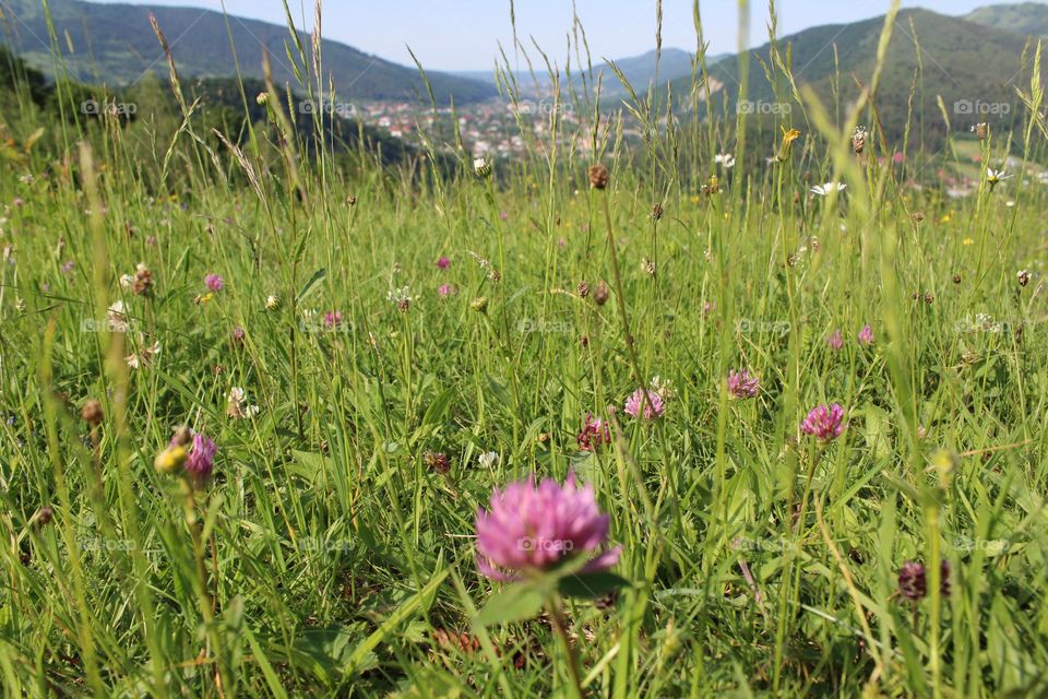 Clovers and daisies among wild flower meadows in the Carpathian mountains, Ukraine 
