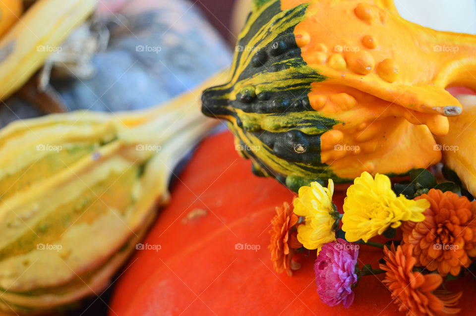 Orange pumpkin and colorful gourds closeup on a autumn harvest table centerpiece with chrysanthemum flowers for Halloween or Thanksgiving decoration and cooking 