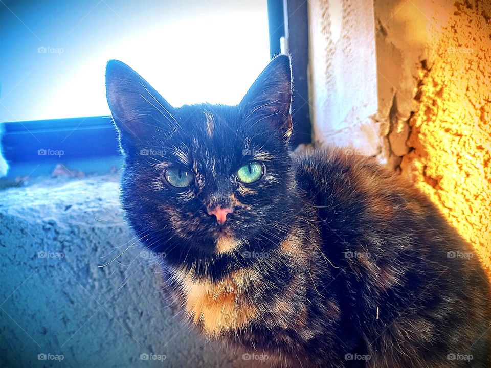 red-haired cat with green eyes