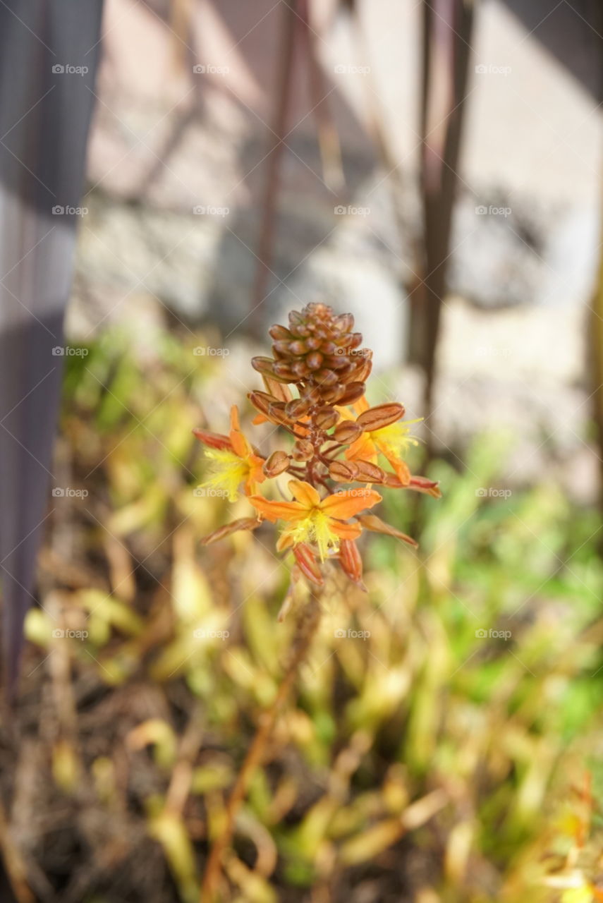 spring flowers