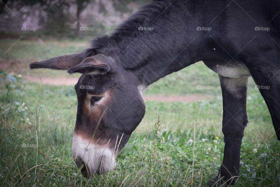 Donkey Eating Peaceful at the Countryside.