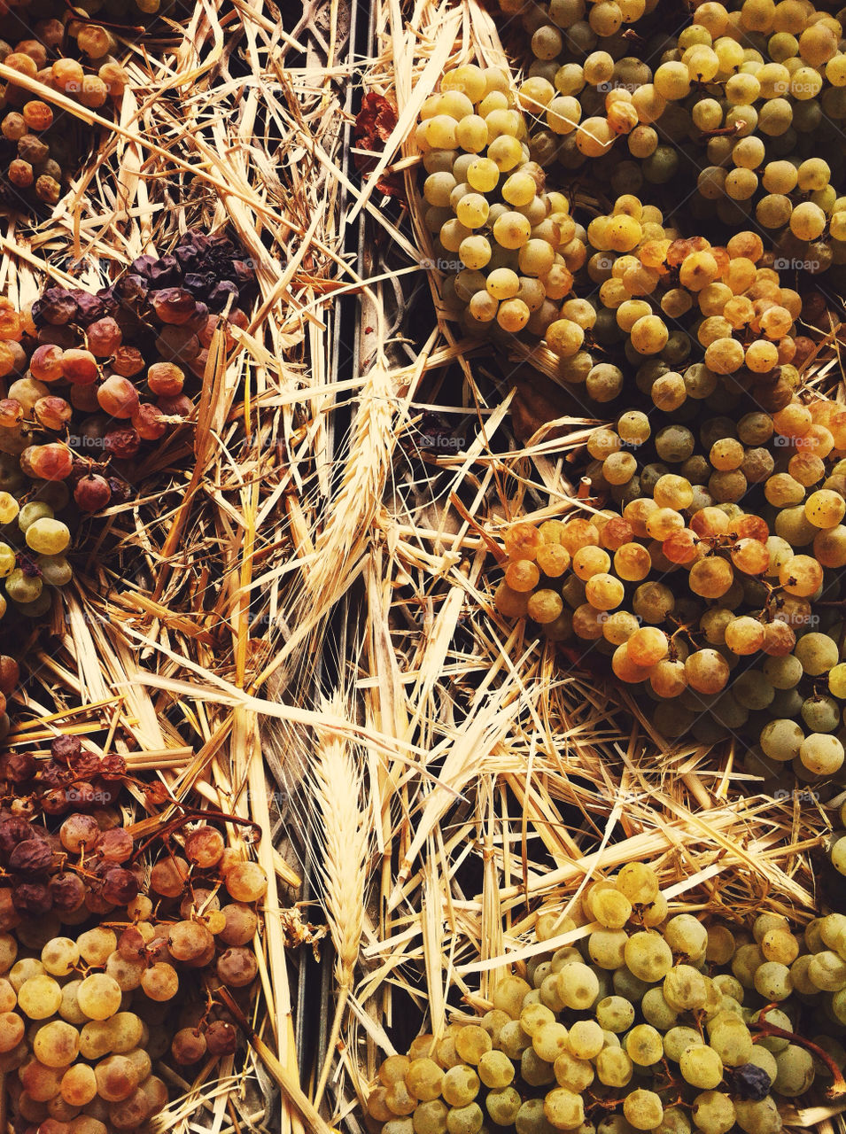 Wine grapes drying on hay.