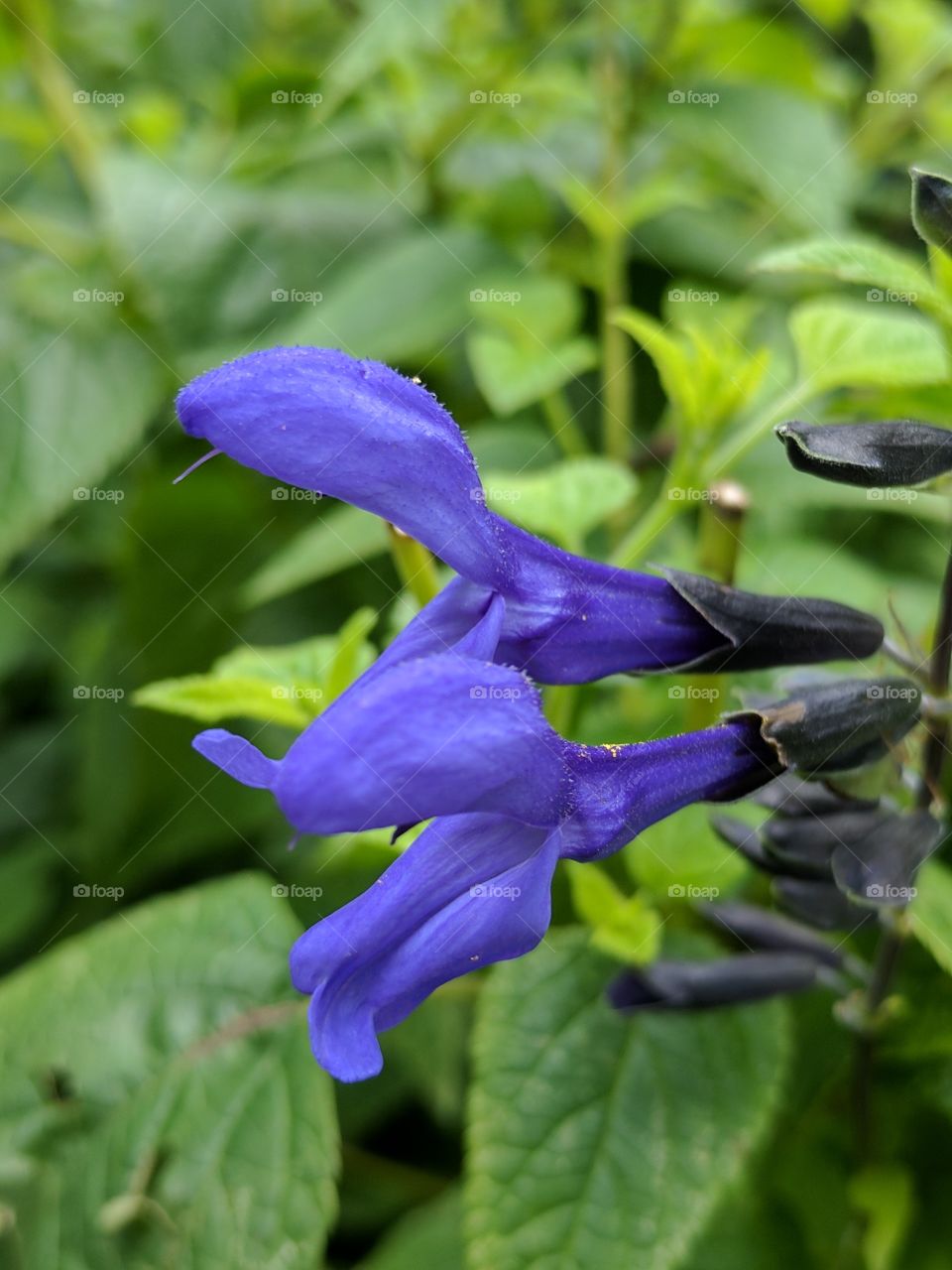 dark purple flowers