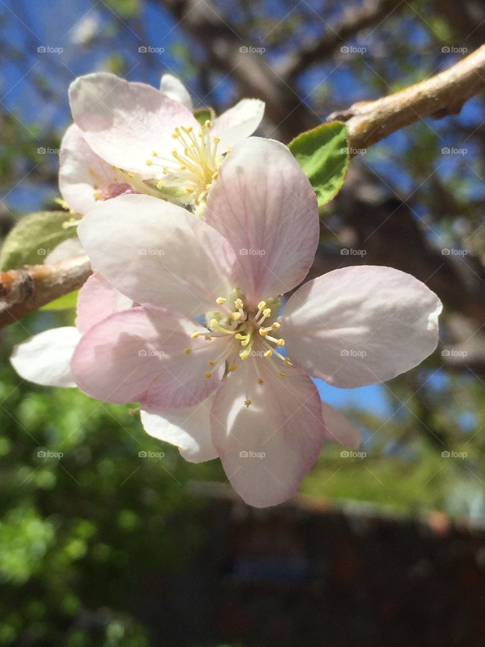 White flowers