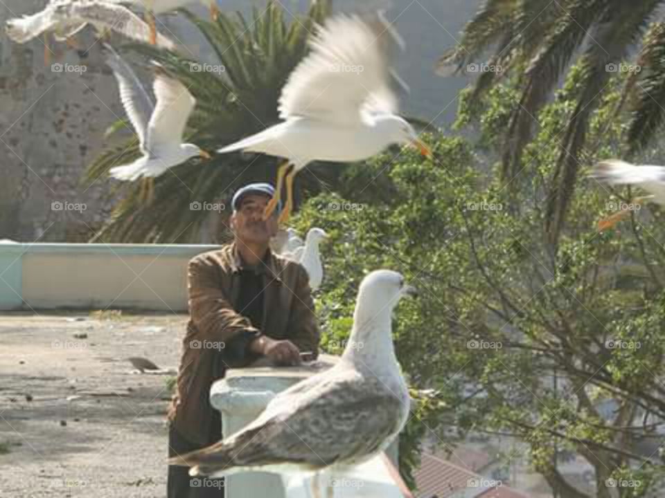 the man and the seagulls.