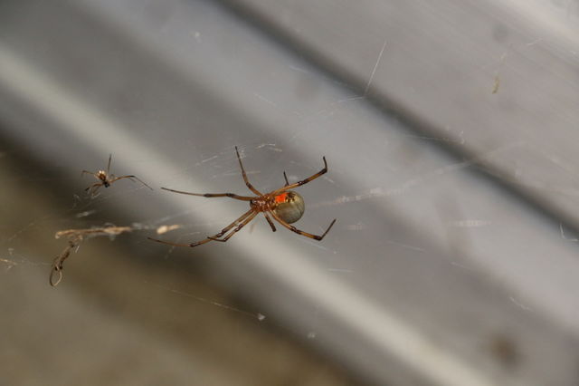 Brown Widow 