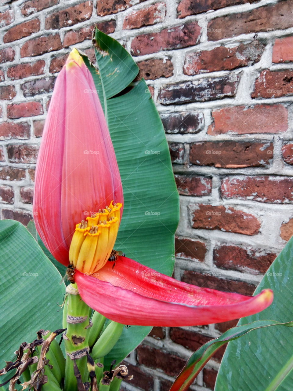 banana blossom