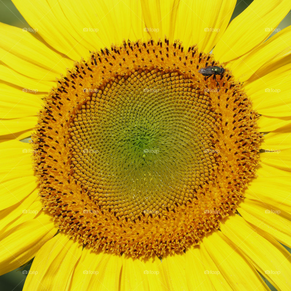 Sunflower head macro shot showing gorgeous yellow petals, golden head with green centre