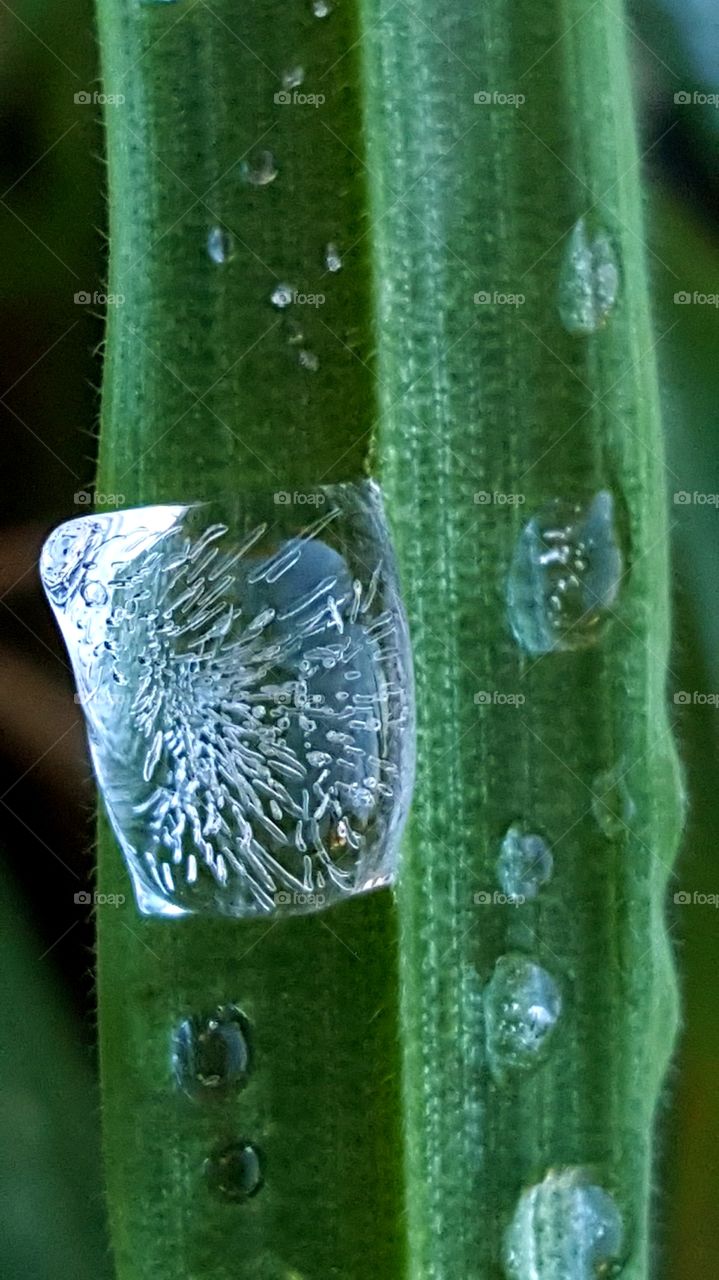Frozen dew on the grass.