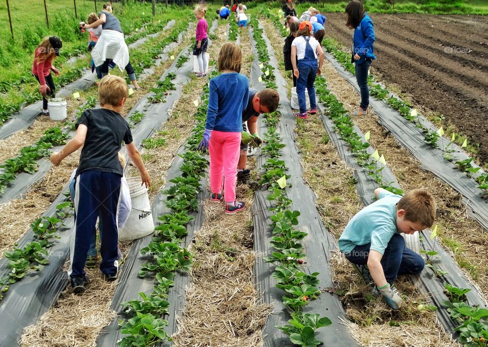 Children Working The Field At A Family Farm
