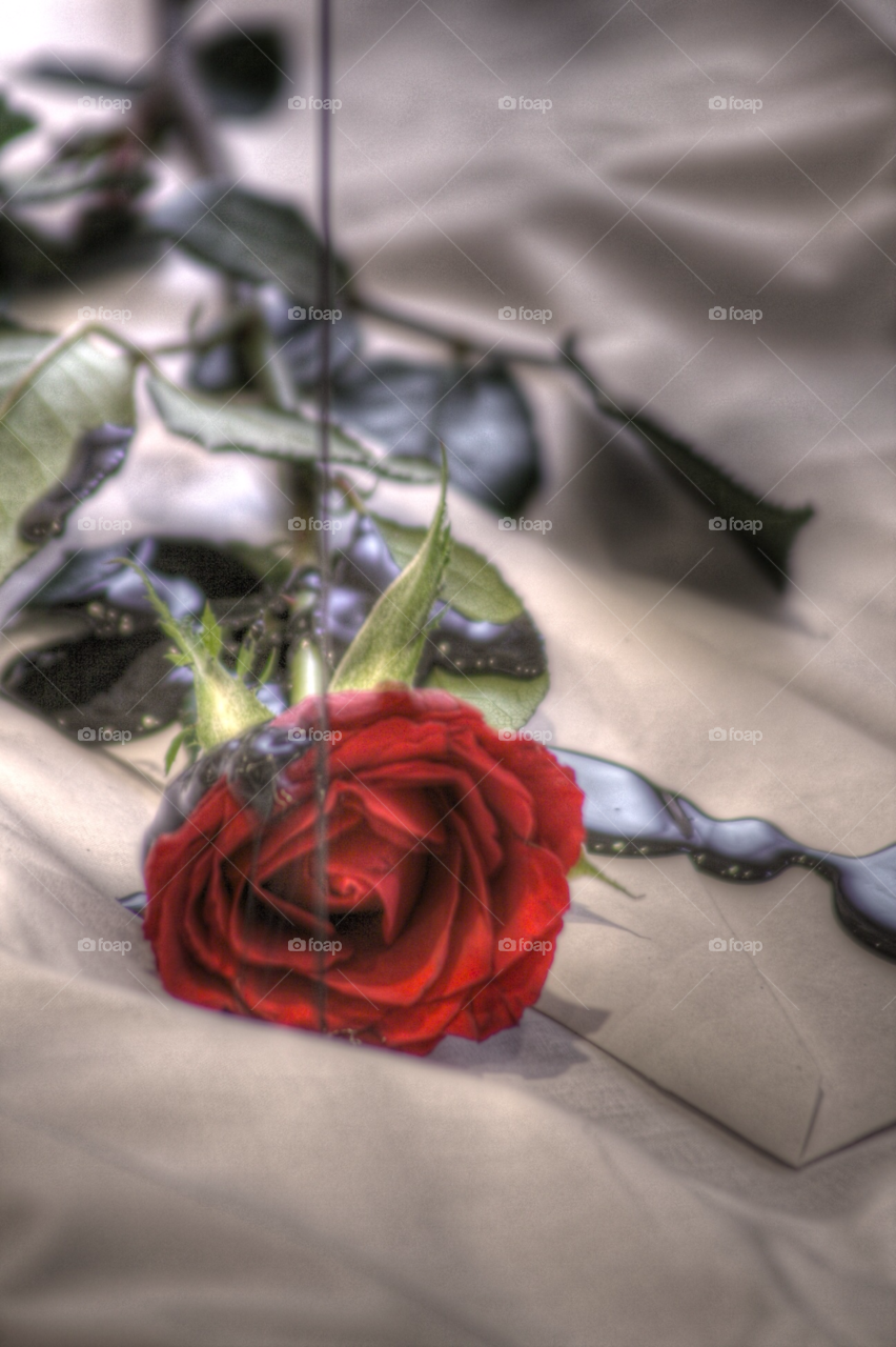 flower art romantic rose by samueldibb