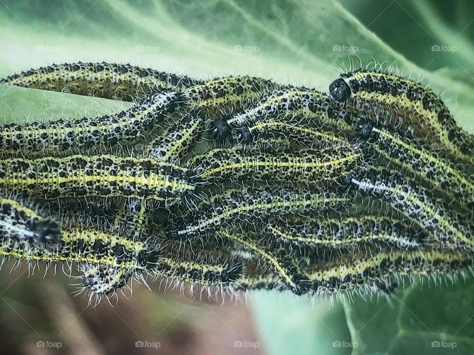 White cabbage butterfly caterpillars, chomping on my cabbage