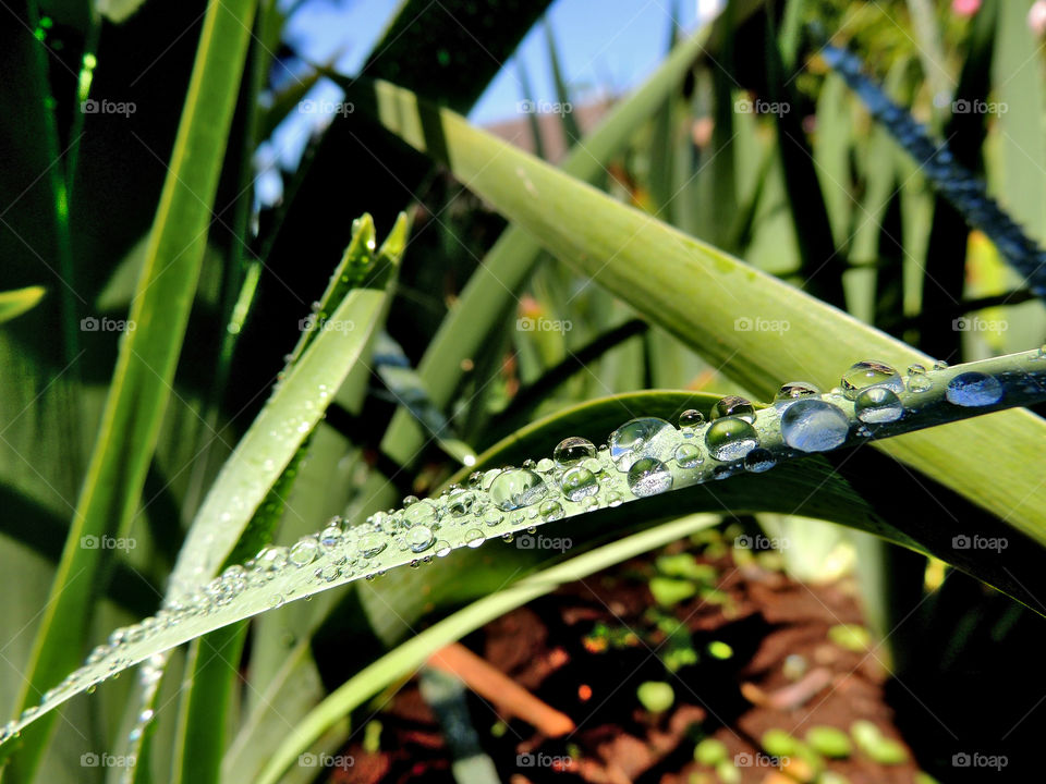 Water droplets collect on a green leaf after spring rains