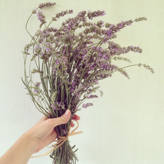 lavender flower