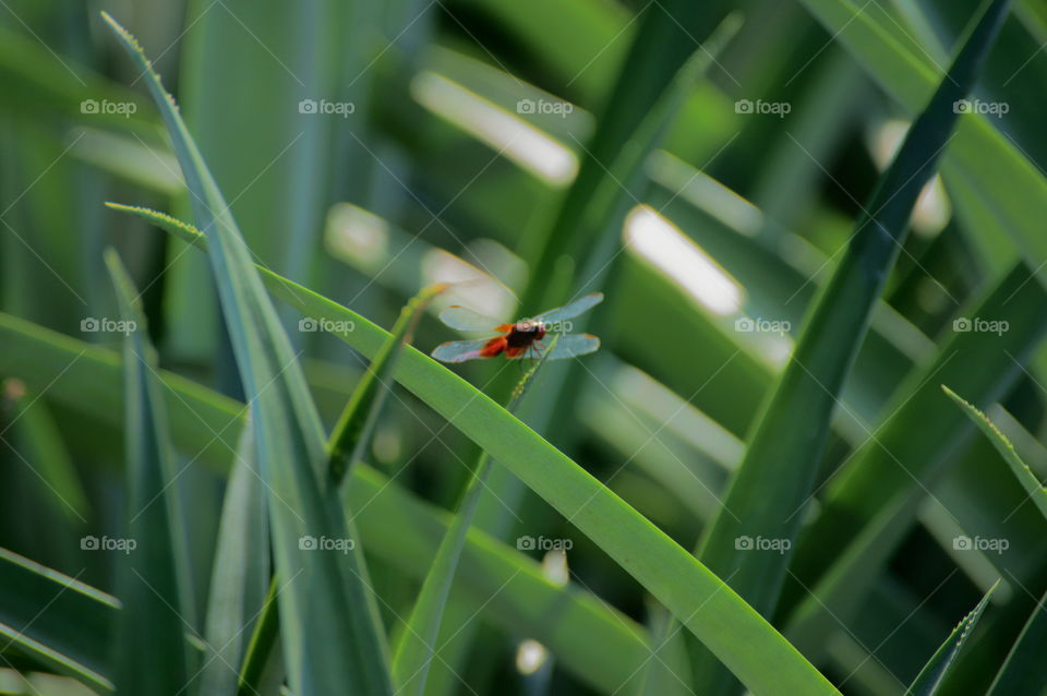 Between the pineapples