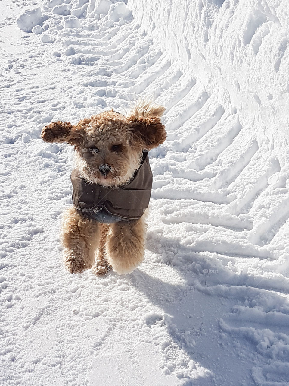 cute litte dog is running in the snow
