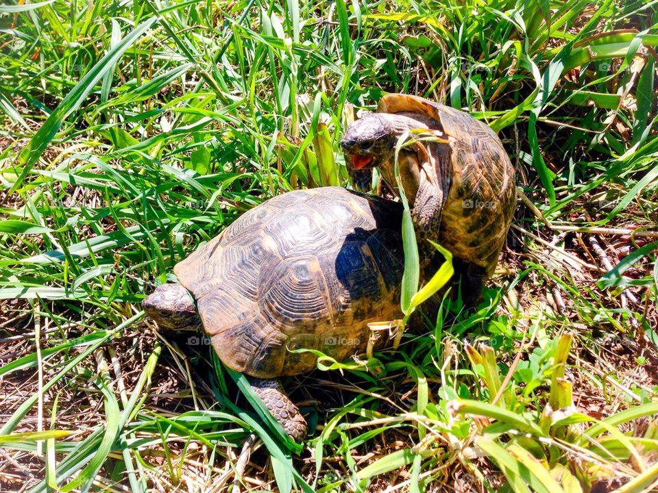 Turtle love